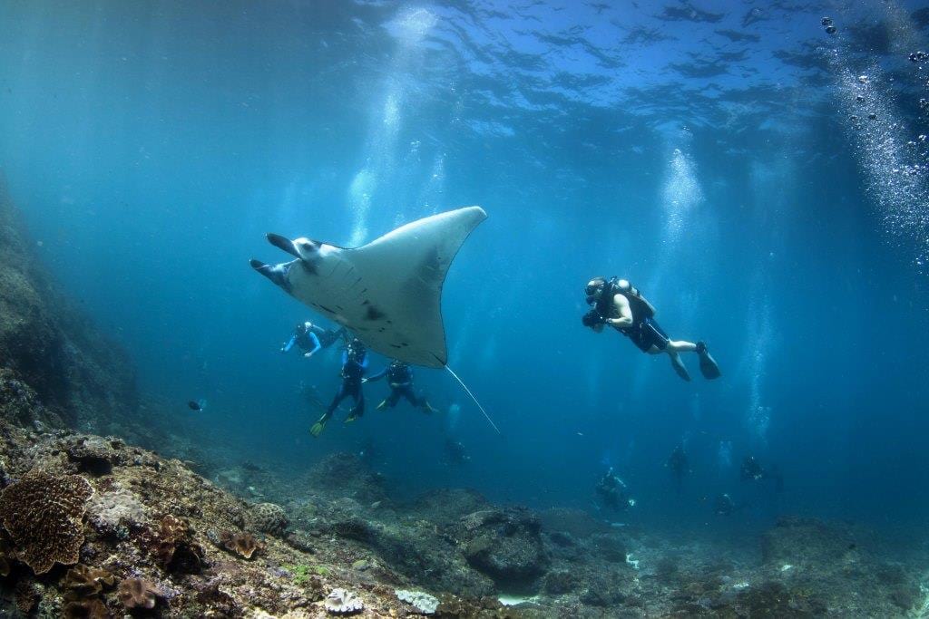 swimming with manta rays hawaii