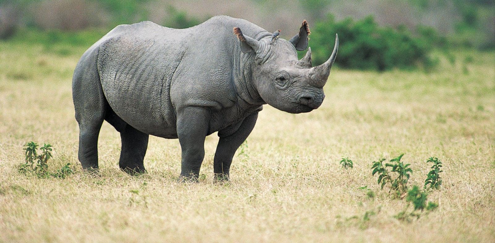 Can you tell the difference between the Black and White Rhino